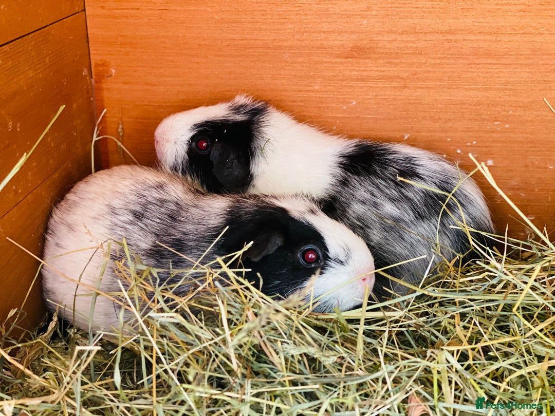 Guinea Pig rodents for sale: dalmation retired breeding sows available - Image 2