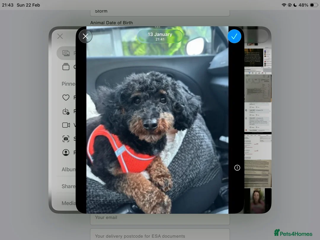 Toy Poodle dogs for stud: Storm in Mallaig - Advert 4
