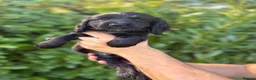 Cocker Spaniel dogs for sale: Beautiful 6 black cocker spaniel!  - Advert 11