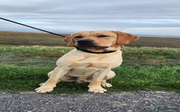 Labrador Retriever dogs for sale: Cooper 18 months  - Image 3