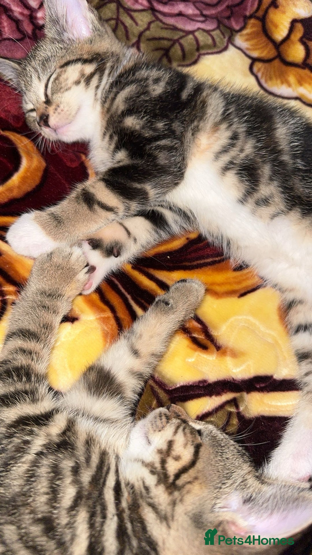 Domestic Shorthair cats for sale: 🐾Two Gorgeous Female Kittens🐾 - Image 6