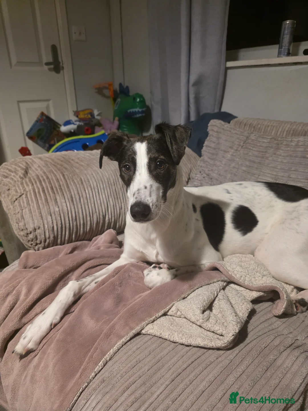 Mixed Breed dogs for sale: 8 month old lurcher cross - Advert 4
