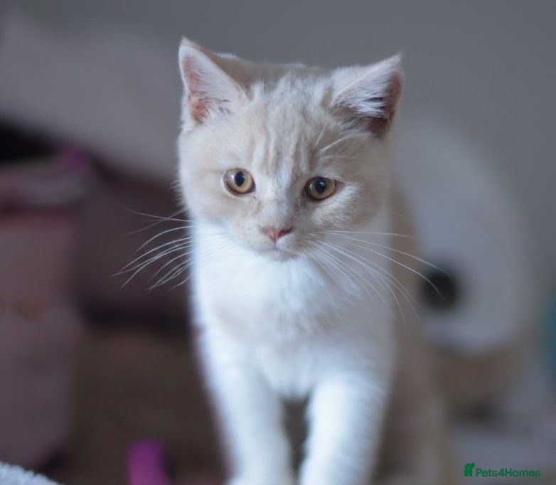 British Shorthair cats GCCf reg. Gorgeous British shorthair kittens  - Advert 1