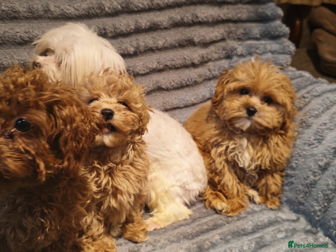 Maltipoo dogs for sale: Toy Maltipoo Ready to go - Image 15