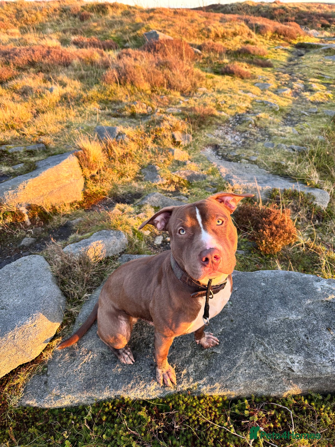 Mixed Breed dogs for sale: Reggie. Bull terrier cross.  - Advert 8