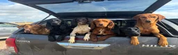 Cocker Spaniel dogs for sale: KC working cocker pups  - Advert 5
