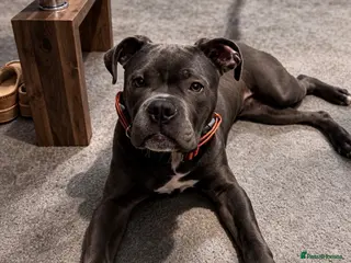 Mixed Breed dogs Cane Corso - Advert 1