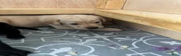 Labrador Retriever dogs for sale: Beautiful boy Labrador puppies  in Kettering - Advert 4