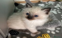 Ragdoll cats for sale: 🐾 GCCF Pedigree ragdolls🐾 - Image 14