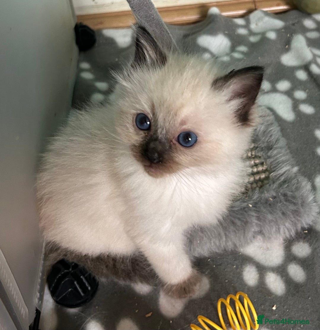 Ragdoll cats for sale: 🐾 GCCF Pedigree ragdolls🐾 - Image 14