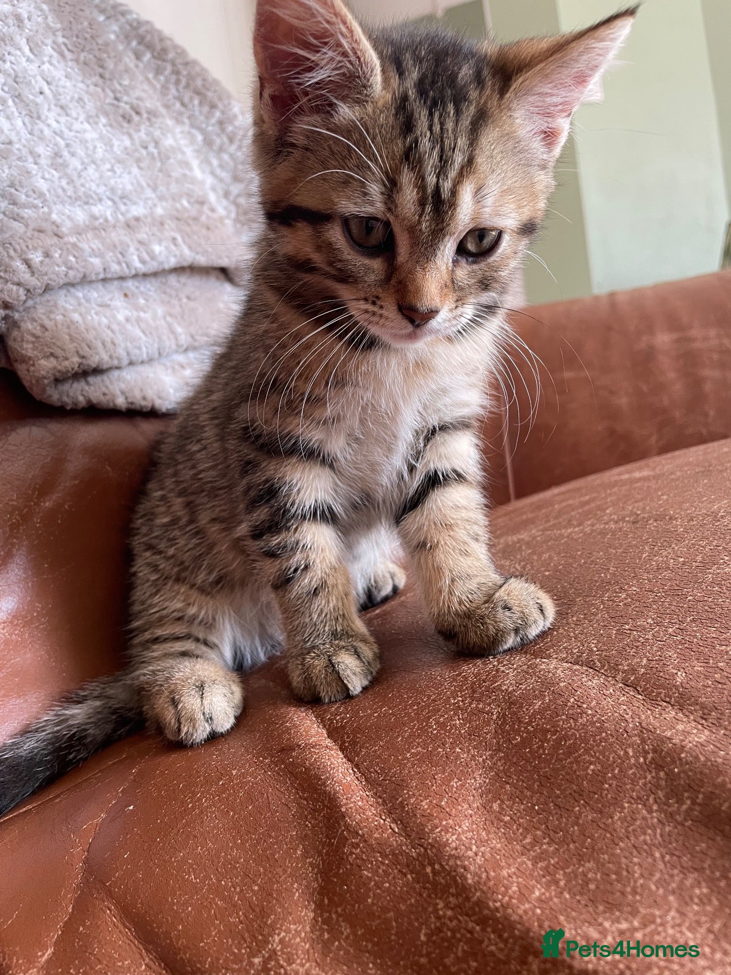 Mixed Breed cats Tabby kitten  - Advert 2