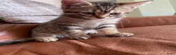 Mixed Breed cats for sale: Tabby kitten  - Advert 1