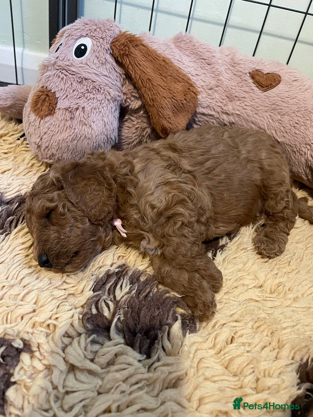 Cockapoo dogs for sale: Adorable cockapoo puppies for sale - Advert 5