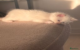 Ragdoll cats for sale: Ragdoll Kittens  - Image 24