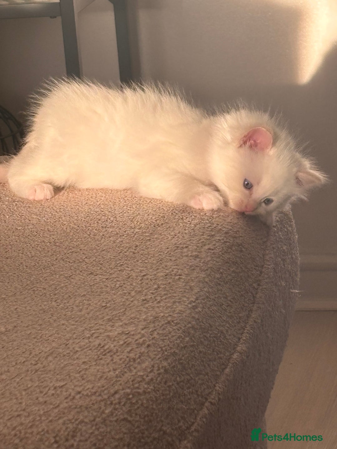 Ragdoll cats for sale: Ragdoll Kittens  - Image 24