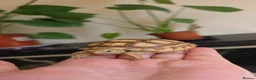 Tortoise reptiles for sale: 2026 baby sulcata available - Advert 2