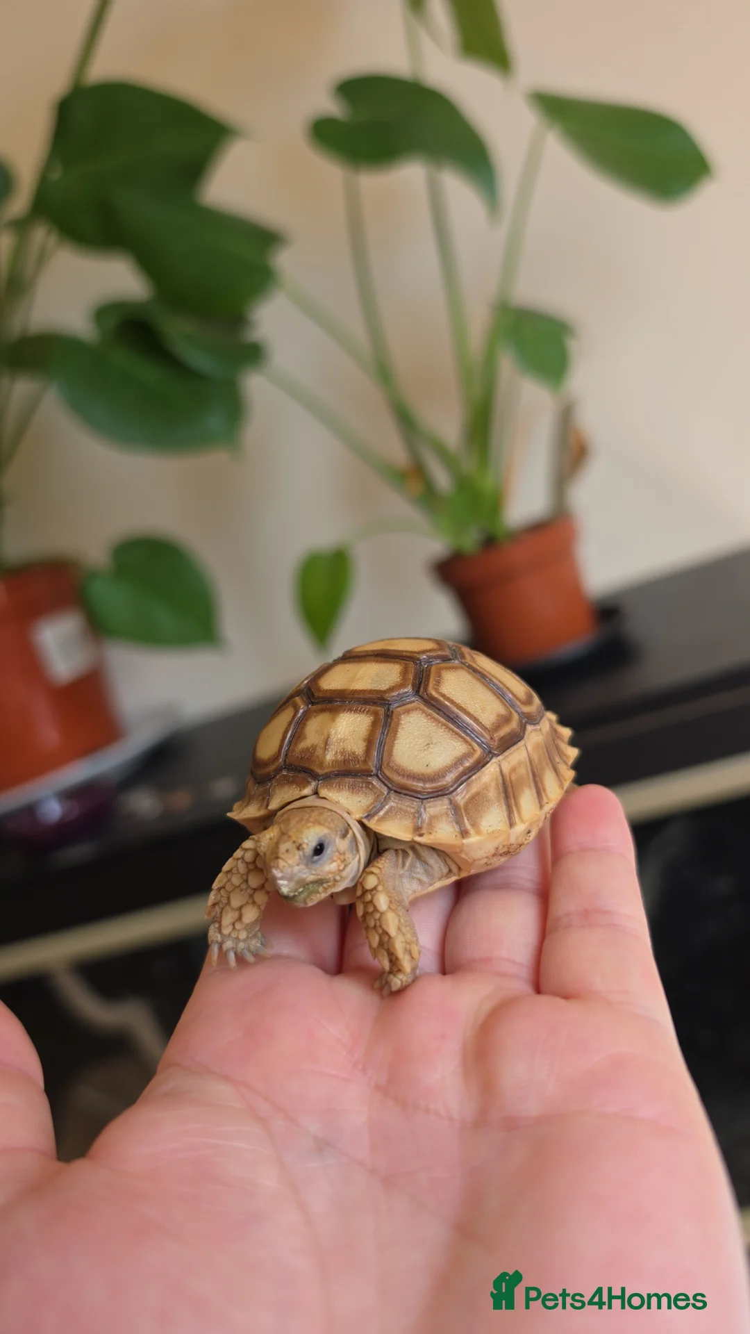 Tortoise reptiles for sale: 2026 baby sulcata available - Advert 2