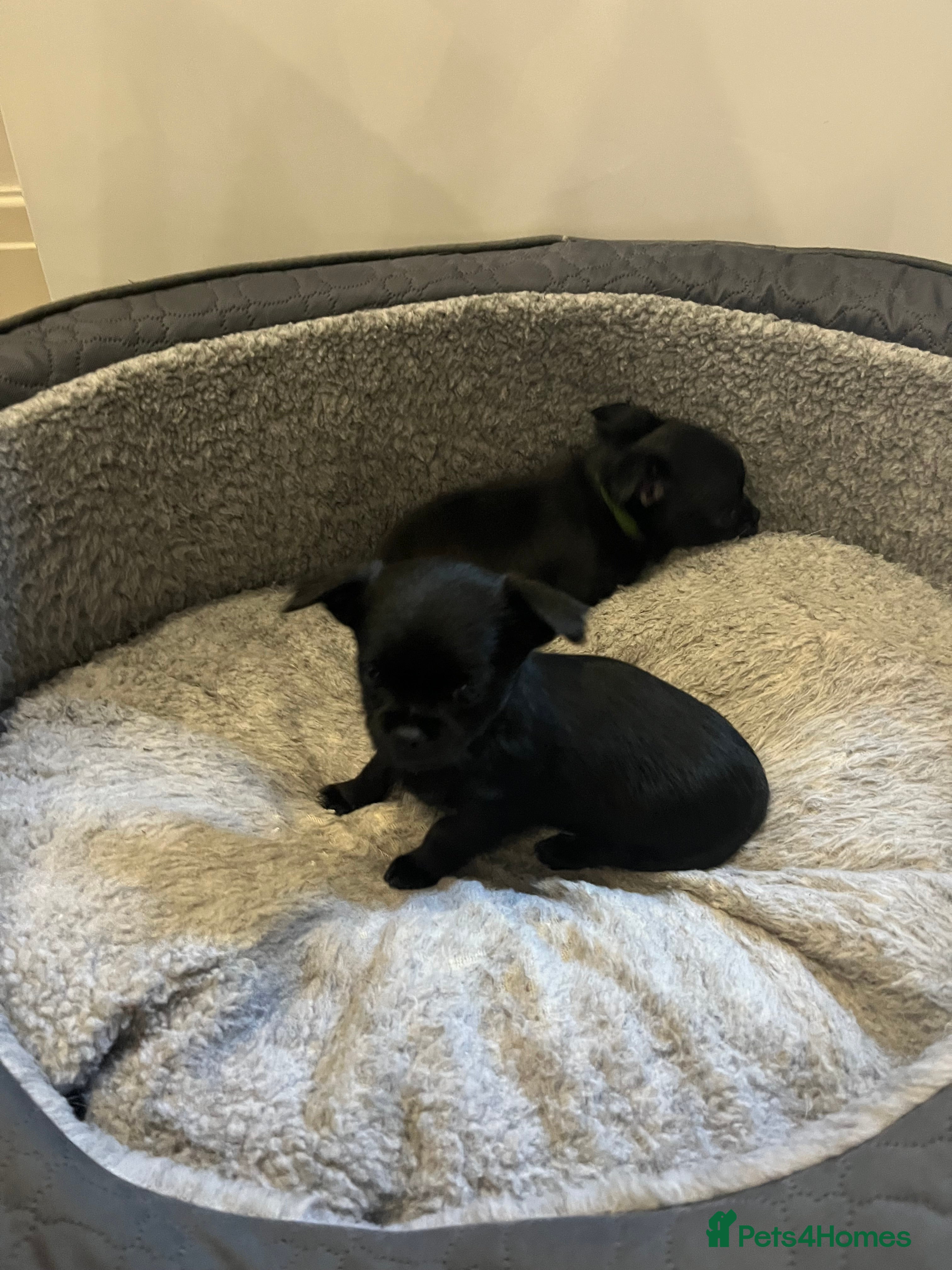 Mixed Breed dogs Malchi pups available  - Advert 8
