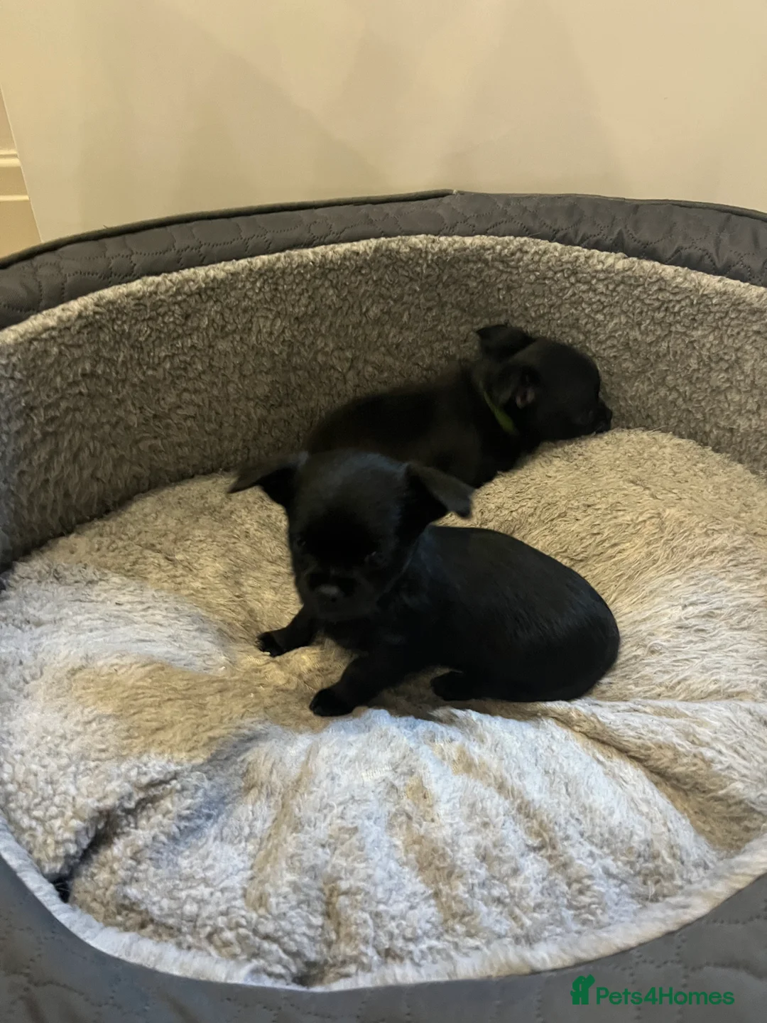 Mixed Breed dogs for sale: Malchi pups available  - Advert 4