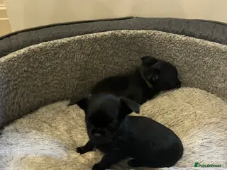 Mixed Breed dogs Malchi pups available - Advert 8