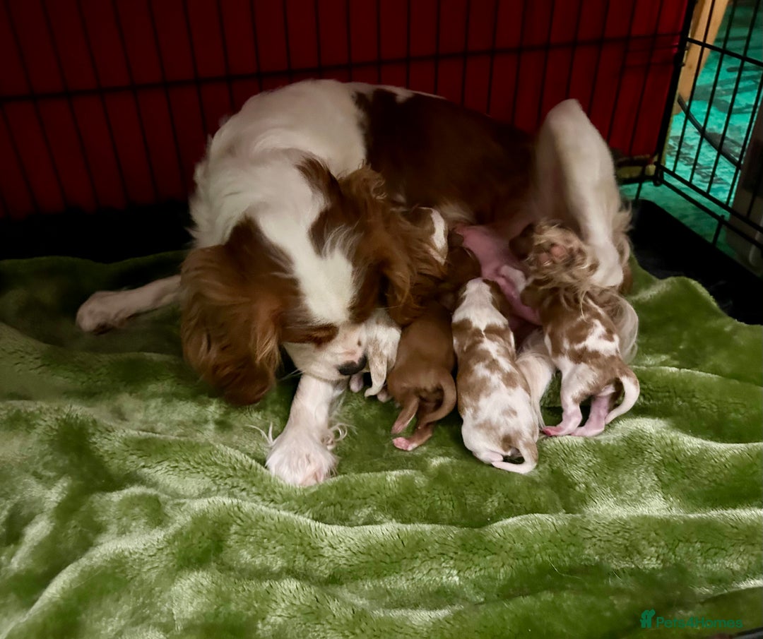 Cavalier King Charles Spaniel dogs for sale: Beautiful Cavalier King Charles Puppies - Advert 11
