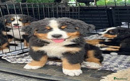 Bernese Mountain Dog dogs for sale: KC Bernese Pups – Calm, Loving & Ready Soon - Image 2
