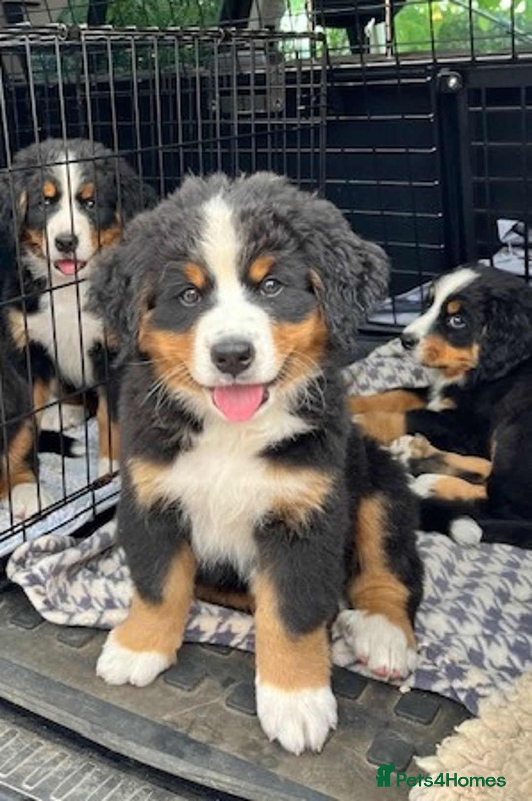 Bernese Mountain Dog dogs for sale: KC Bernese Pups – Calm, Loving & Ready Soon - Image 2