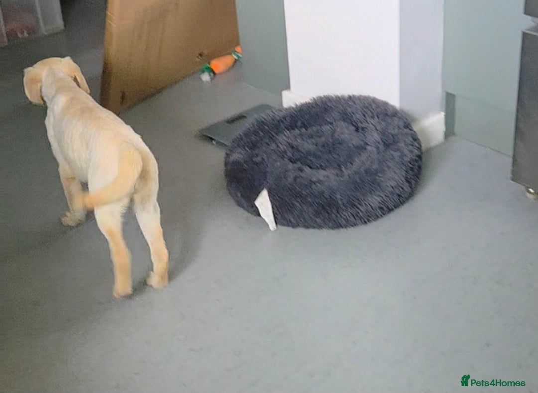 Labrador Retriever dogs for sale: Kc registered champagne girl left - Image 5