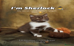 British Shorthair cats for sale: British Short and Long Hair  - Image 20