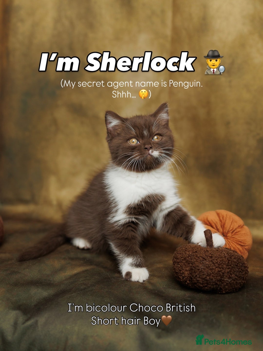 British Shorthair cats for sale: British Short and Long Hair  - Image 20