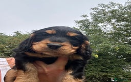 Cocker Spaniel dogs for sale: Miniature working Cocker spaniel puppies for sale - Image 15