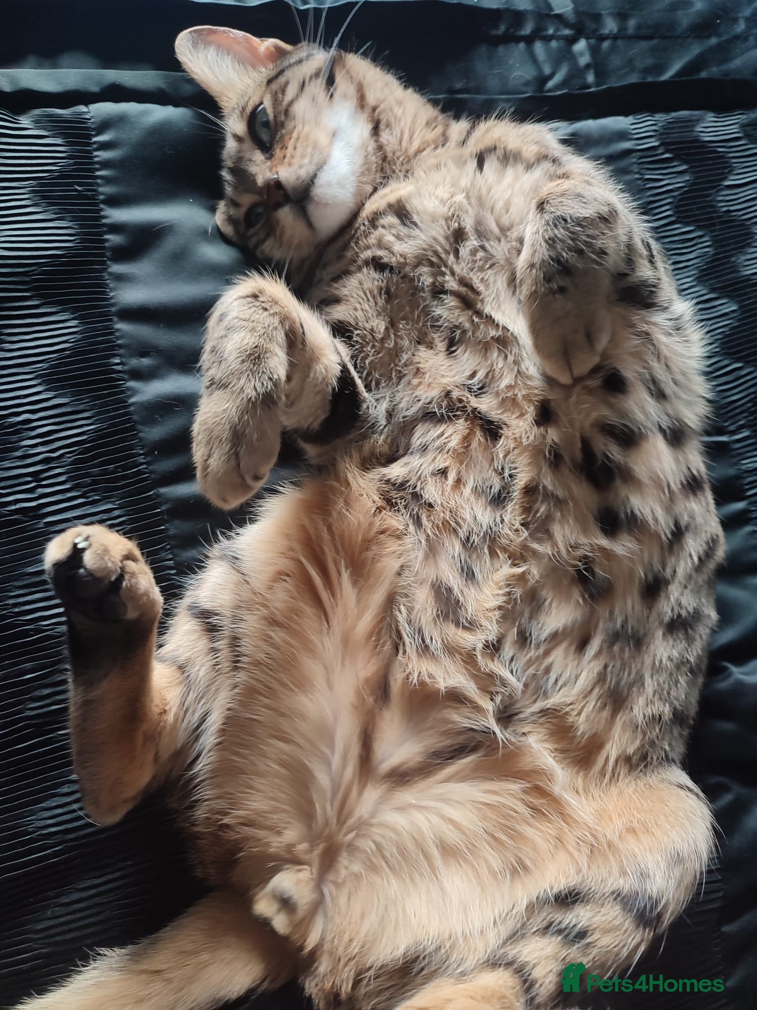 Mixed Breed cats 3 lovely boys looking for loving home - Advert 2