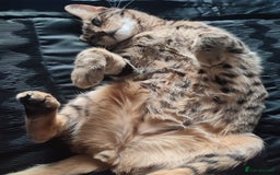 Mixed Breed cats for sale: 3 lovely boys looking for loving home - Image 1
