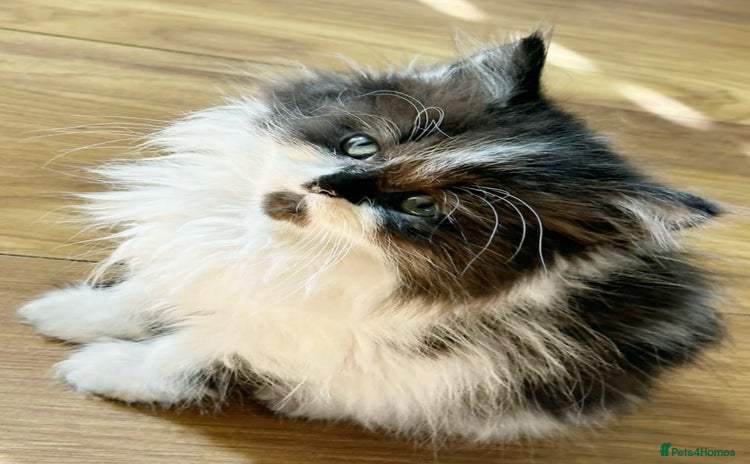 Scottish Fold cats - Advert 3