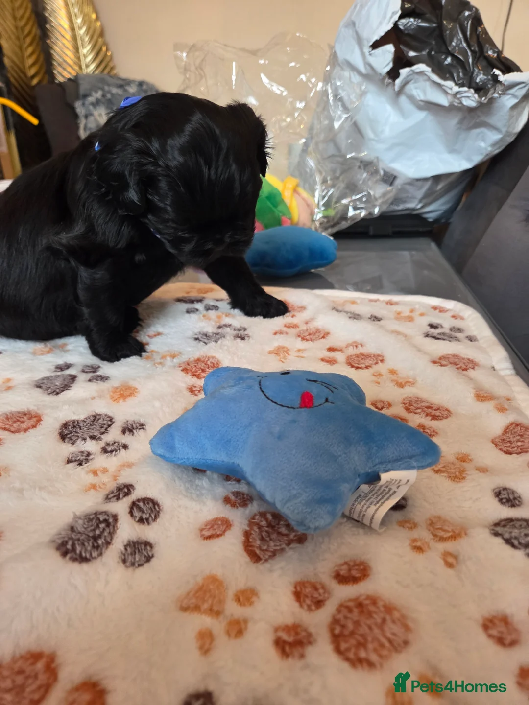 Shih Tzu dogs for sale: Shih Tzu Puppies For Sale - - Advert 32