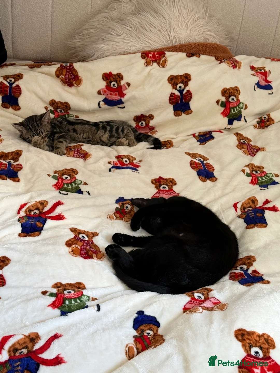 British Shorthair cats for sale: The most loving and affectionate baby  - Advert 6