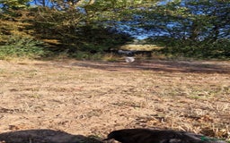 Golden Retriever dogs for sale: Newmiller Retrievers Upcoming Litter Announcement  - Image 11