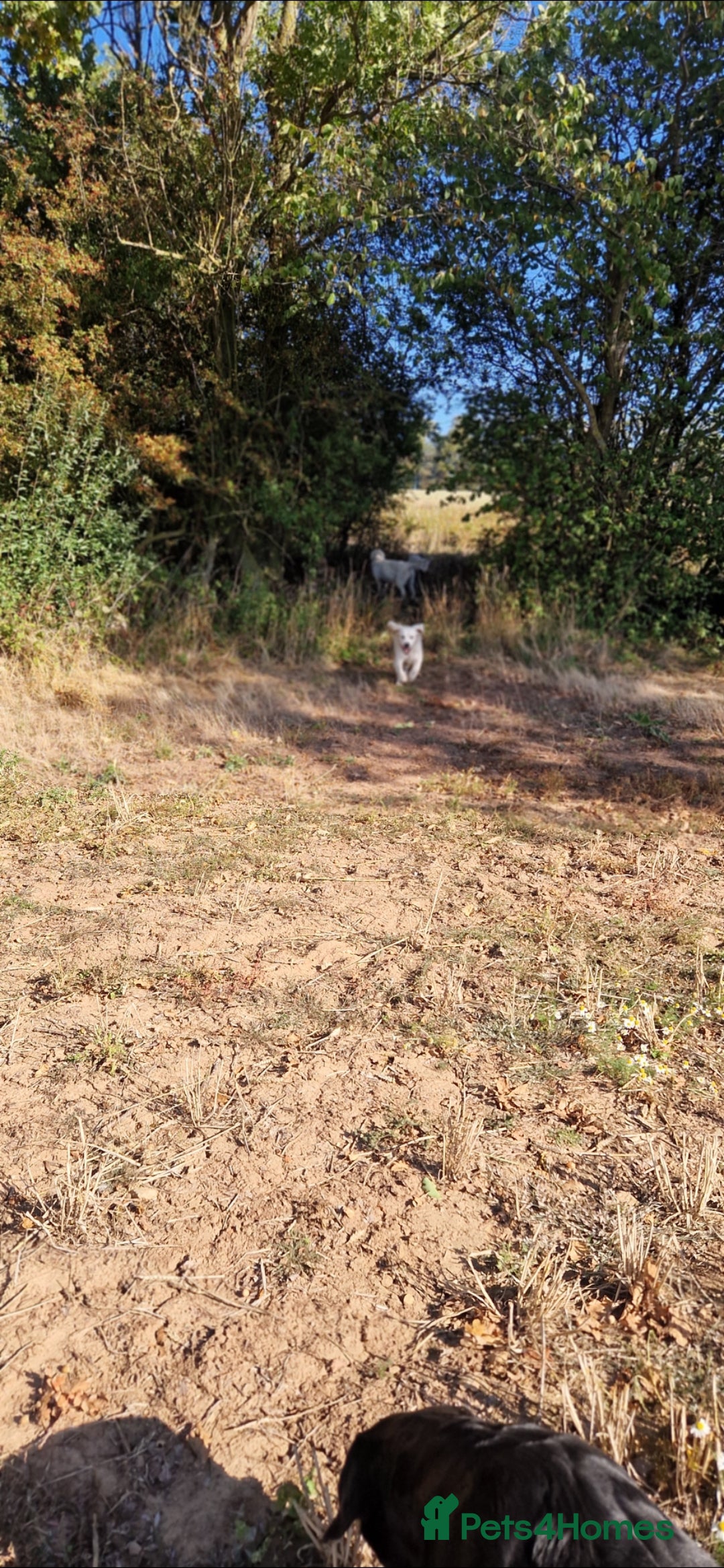 Golden Retriever dogs for sale: Newmiller Retrievers Upcoming Litter Announcement  - Image 11