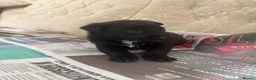 Belgian Shepherd Dog dogs for sale: Belgian Malinois x Dutch Puppies in Rotherham - Advert 3