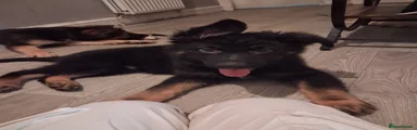 German Shepherd 2