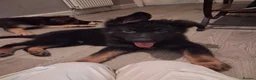 German Shepherd dogs for sale: Kc Registered German Shepherd - Advert 3