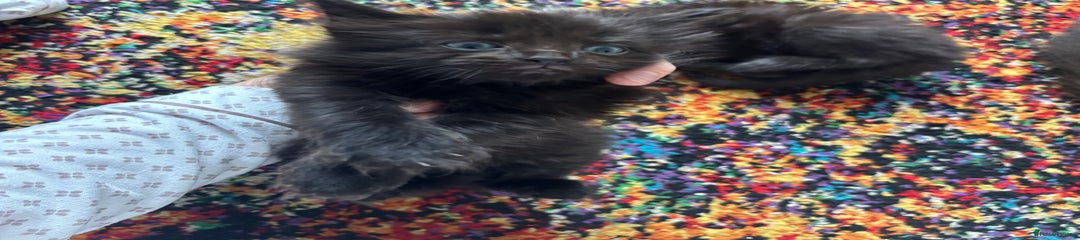 Maine Coon Kitten 3