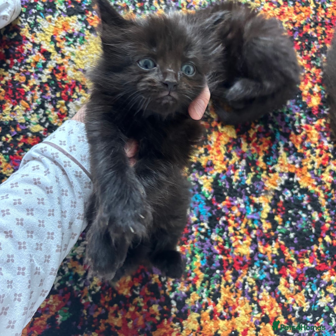 Maine Coon cats for sale: Half main coon kittens  - Image 26