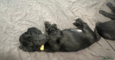 Cocker Spaniel dogs - Advert 1