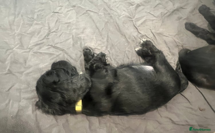 Cocker Spaniel dogs - Advert 2