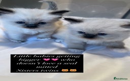 Ragdoll cats for sale: GCCF REGISTERED DNA TESTED PARENTS AND CLEAR  - Image 24