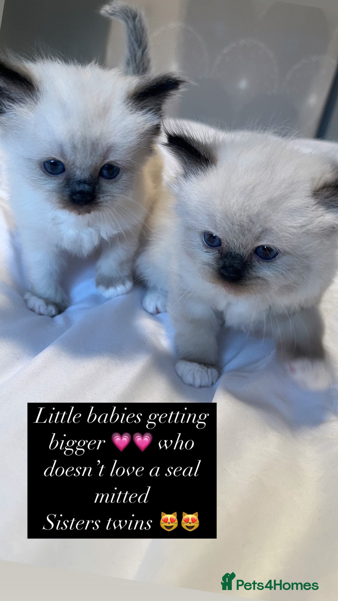 Ragdoll cats for sale: GCCF REGISTERED DNA TESTED PARENTS AND CLEAR  - Image 24