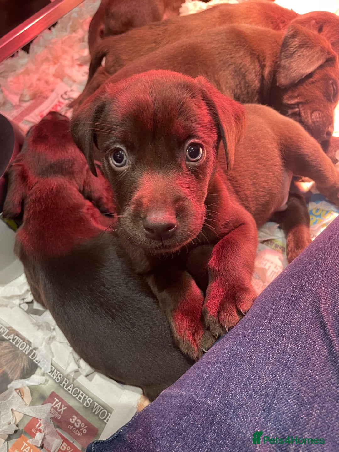 Labrador Retriever dogs for sale: 5 ⭐️  **  CHOCOLATE KC REG VET CHECKED, 1ST VAC - Advert 3