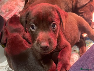 Labrador Retriever dogs ⭐️⭐️⭐️⭐️⭐️ CHOCOLATE KC REG VET CHECKED, 1ST VAC - Advert 10