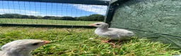 Guinea Fowl poultry for sale: Guinea fowl keets  - Advert 6